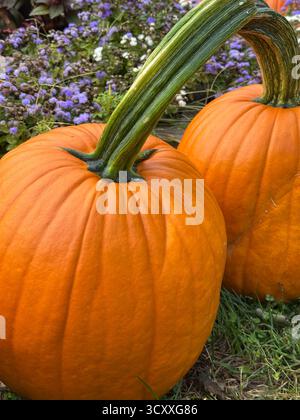 Two Pumpkins in the Grass Stock Photo