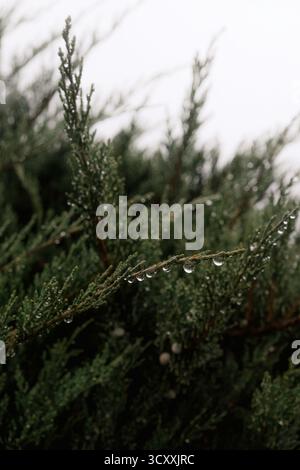 Close-up of evergreen branches covered with raindrops after a light rain, creating a calm and refreshing natural atmosphere Stock Photo