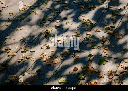 Fallen dry leaves scattered on a stone pavement with soft sunlight and tree shadows creating a calm and artistic autumn mood Stock Photo