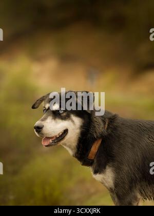 Close-up portrait of a black and white dog with bright blue eyes and a leather collar, standing outdoors with a blurred natural background Stock Photo