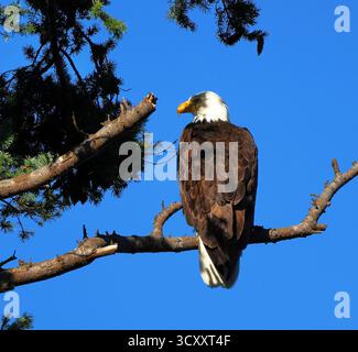 A bald eagle perches in classic profile on a branch against vivid blue sky over Madrona Beach, Camano Island, displaying its striking white head. Stock Photo
