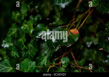 Leaf turning brown on the green leaves tree Stock Photo