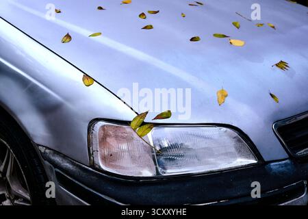 Light gray car with autumn leaves on it Stock Photo