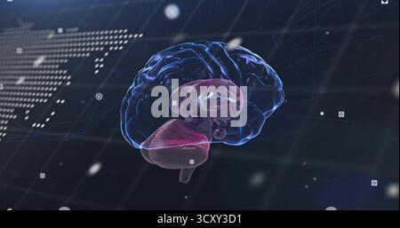 Floating 3D brain model showing cerebellum lobes at digital grid, with data nodes and map overlay Stock Photo