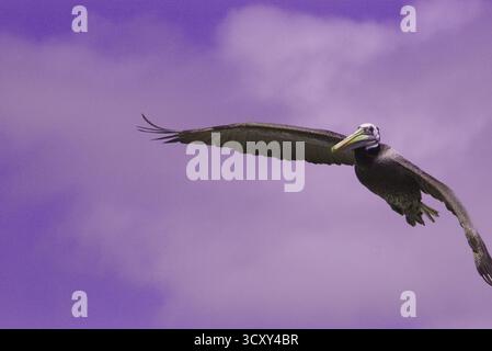 Pelican captured in flight over the Chilean Pacific coast. Stock Photo