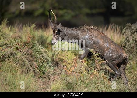 Young red deer stag (Cervus elaphus) walking in ferns with body and antlers heavily coated in mud, UK. Stock Photo