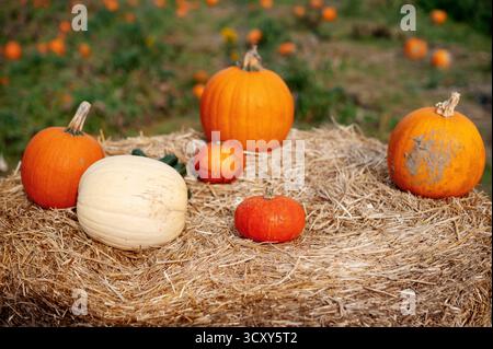 Various pumpkins on a hay bale in a pumpkin patch. Stock Photo