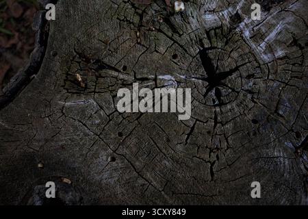 Rings and texture with a crack in the middle of it on a tree stump seen up close and from above Stock Photo