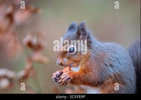 A eurasian red squirrel (Sciurus vulgaris) sat feeding on nuts at Scottish Wildlife Hides in Kirkcudbright, Scotland, UK. Stock Photo