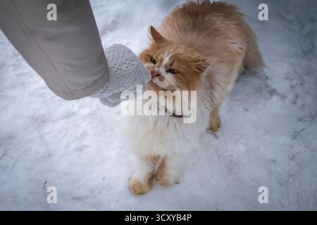 A person is fussing over a ginger cat sitting in the snow. Stock Photo