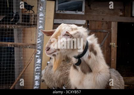 A white-and-brown goat on the farm in winter. Stock Photo