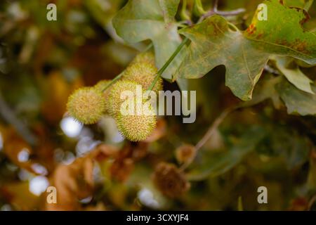 Detailed view of spiky spherical seed pods of a plane tree (Platanus) hanging from a branch surrounded by autumn foliage in shades of green and brown, Stock Photo