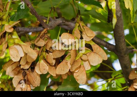 Close-up of maple tree seeds hanging in brown clusters from a branch surrounded by green leaves. The sunlight highlights the seasonal transition and n Stock Photo