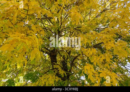 A tall tree covered in vibrant yellow autumn leaves seen from below, with sunlight filtering through the canopy and highlighting the seasonal beauty o Stock Photo