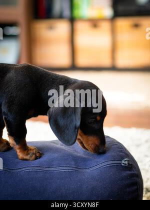 cute puppy of black dachshund, little dog at home Stock Photo