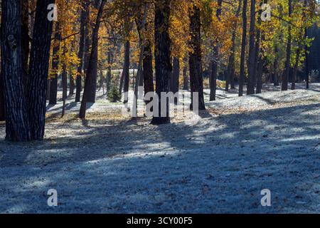 Sunlight casts long shadows through a grove of autumn trees with golden leaves over a frosted ground in a serene forest setting. Bowness Park, Calgary Stock Photo