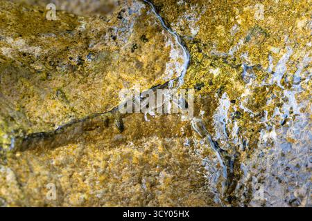A tiny crab peeks from a narrow rock crevice among rugged yellow and gray stones. This close-up captures wildlife in a coastal tidepool, highlighting Stock Photo