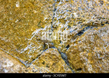 A tiny crab peeks from a narrow rock crevice among rugged yellow and gray stones. This close-up captures wildlife in a coastal tidepool, highlighting Stock Photo