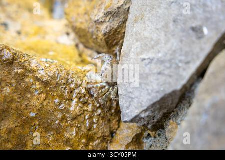A tiny crab peeks from a narrow rock crevice among rugged yellow and gray stones. This close-up captures wildlife in a coastal tidepool, highlighting Stock Photo
