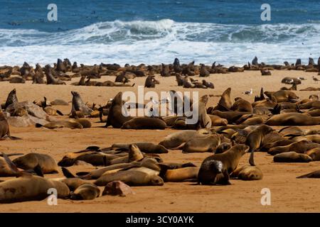 Cape fur seal or Afro-Australian fur seal Arctocephalus pusillus, species of fur seal on the coast of Namibia, sea mammals and their life on the beach Stock Photo