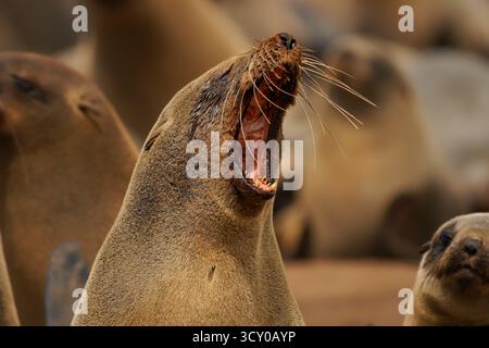 Cape fur seal or Afro-Australian fur seal Arctocephalus pusillus, species of fur seal on the coast of Namibia, sea mammals and their life on the beach Stock Photo