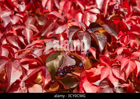Lush red foliage from a climbing vine decorative grapes forms a captivating autumn scene, highlighting intricate textures and vivid colors, ideal for Stock Photo