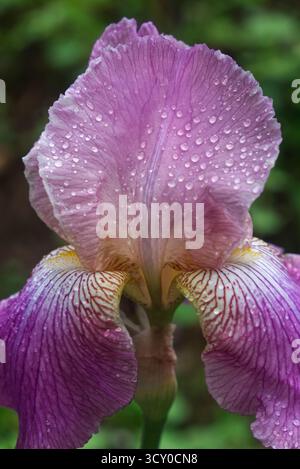 Close up of a bearded heirloom iris, purple red with yellow and featuring recent raindrops on the petals with out of focus green background Stock Photo