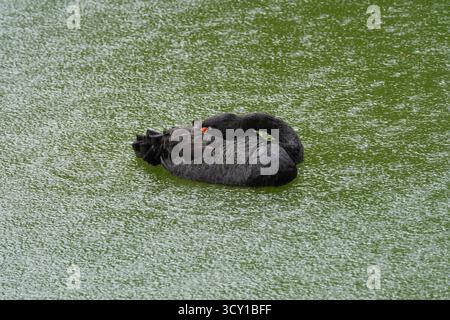 A black swan is floating on green water, with its neck curved as it preens itself, creating ripples around. Stock Photo
