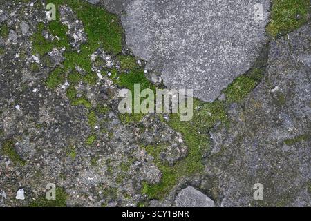 Lush green moss grows in the cracks of a weathered concrete surface. Stock Photo