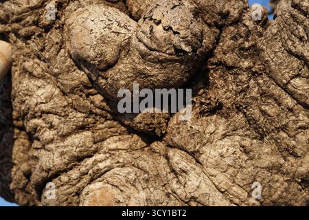 Close - up of gnarled, textured tree bark with a knotty growth Stock Photo