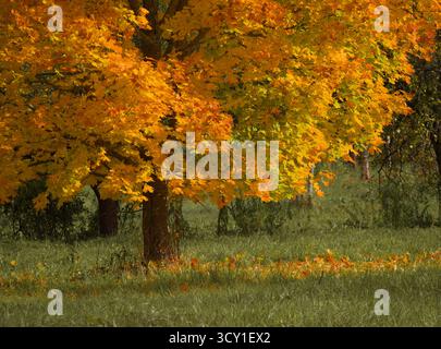 A Maple Tree with Vibrant, Golden-Yellow Leaves in an Autumn Park Stock Photo