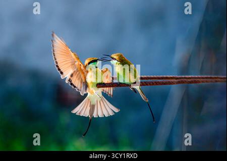 The Asian green bee-eater, also known as the little green bee-eater, and just green bee-eater in Sri Lanka, is a bird species in the bee-eater family. Stock Photo