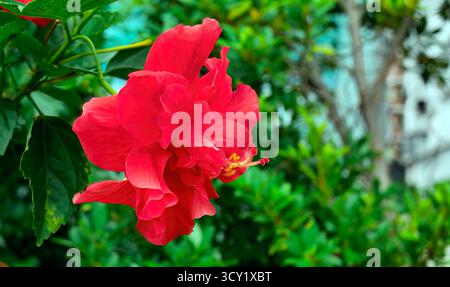 Vivid Double Red Hibiscus Bush or Tropical Hibiscus, Hibiscus rosa sinensis or Red Dragon in green background, selective focus, close up, Tropical ros Stock Photo