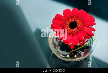 Single Red Gerbera Ripple, Gerbera Rouge or Daisies in round shape transparent glass vase on table, object decoration, design on dining table.JPG Stock Photo