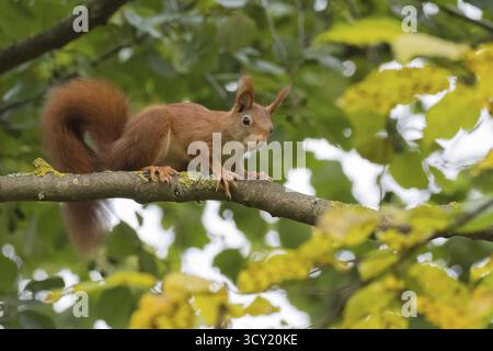A squirrel (Sciurus vulgaris) sits attentively on a branch among green leaves, Hesse, Germany Stock Photo