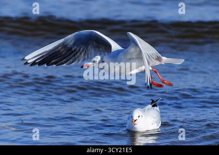 Two seagulls, one flying and the other swimming in the ocean, black-headed gull (Larus ridibundus) wildlife, Western Pomerania Lagoon Area National Pa Stock Photo