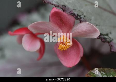 Delicate pink begonia flower in full bloom, highlighted by vivid stamens and dramatic leaf contrast Stock Photo