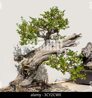 Elm Ulmus Sp. Bonsai is the Japanese art of growing and shaping miniature trees in containers, photographed at the Jerusalem Botanical Gardens Israel Stock Photo