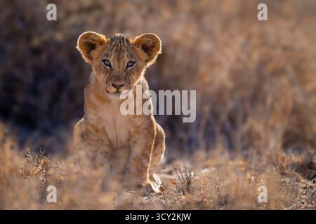 A lion cub sits staring towards the camera. It has mottled brown fur with a paler chest and a bright rim of gold around it due to the backlighting. Sh Stock Photo