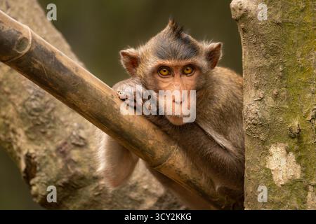 A long-tailed macaque with brown fur and a pinkish face leans on a bamboo pole in the trunk of a tree. Its head is resting on both its front paws, and Stock Photo