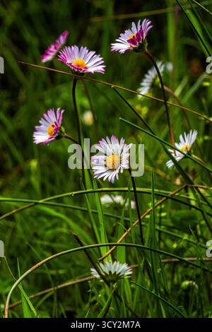 A flowery meadow of Bellis sylvestris daisies, or autumn daisies, with white and purple petals blooming in the green grass. Abruzzo, Italy, Europe Stock Photo