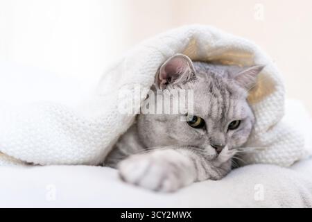 Cat Blanket Bed - Cute Silver Tabby Relaxing Under Blanket on Bed Stock Photo