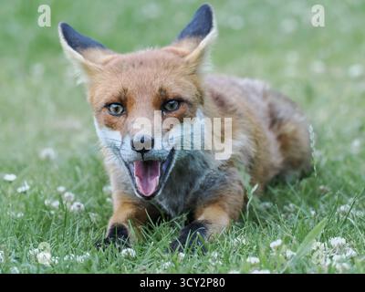 A red fox (Vulpes vulpes) laying on the grass in the garden in the United Kingdom and looks as though she is smiling Stock Photo