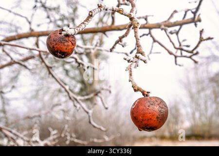 Red apples on a tree branch a cold frosty winter day Stock Photo