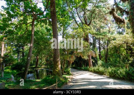 Lush green forest path with sunlight filtering through tall trees and a small pond to the side in a tranquil setting Stock Photo