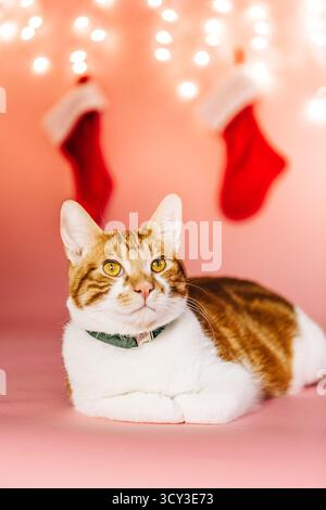 Ginger and white cat celebrating christmas with festive stockings Stock Photo