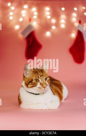 Orange and white cat poses with Christmas stockings and lights Stock Photo