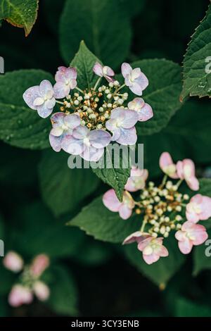 Lacecap hydrangea flowers blooming in green garden leaves Stock Photo