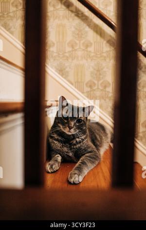 Tabby cat resting on wooden stairs at home Stock Photo