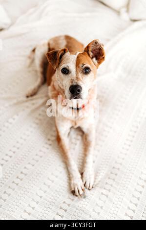 dog with cute ears laying one a white bed Stock Photo